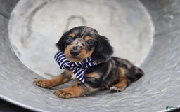 Miniature Dachshund dogs for sale: Albert - Image 18