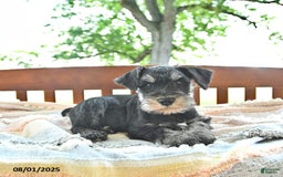 Miniature Schnauzer dogs for sale: Hector Champion Blood - Image 8