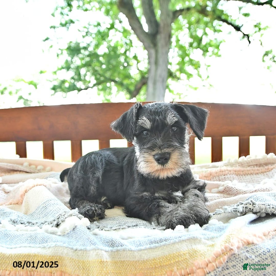 Miniature Schnauzer dogs for sale: Hector Champion Blood - Image 8