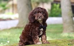 Cockapoo dogs for sale: Kane - Image 2