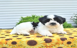 Teddy Bear dogs for sale: Jay - Image 5