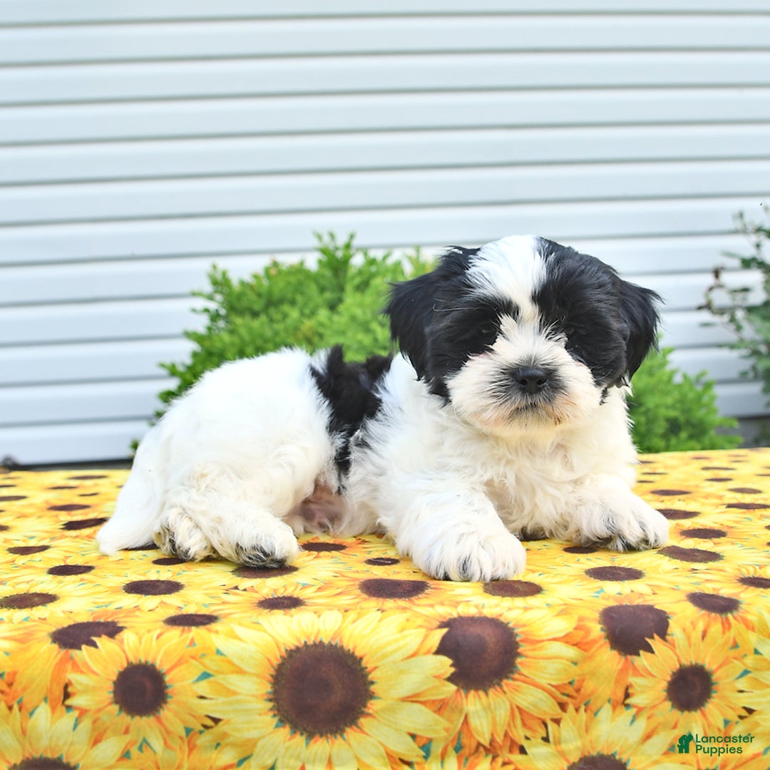 Teddy Bear dogs for sale: Jay - Image 5
