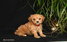 Teddy Bear dogs for sale: Rio - Image 4