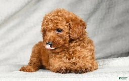 Miniature Poodle dogs for sale: Darla - Image 8