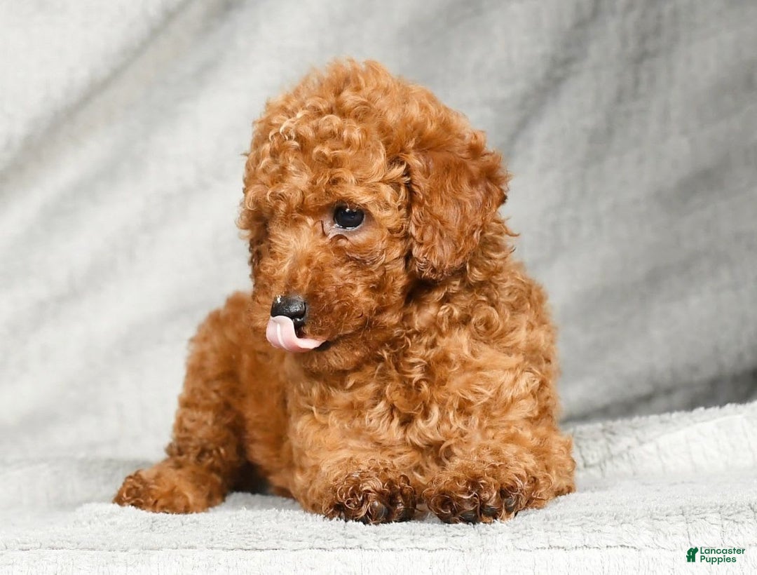 Miniature Poodle dogs for sale: Darla - Image 8