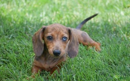 Dachshund dogs for sale: Bella - Image 4