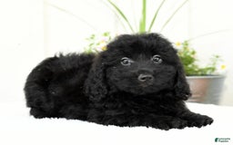 Mini Goldendoodle dogs for sale: Hailey - Image 7