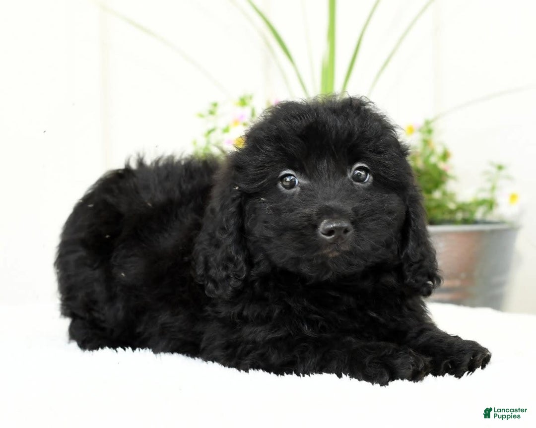 Mini Goldendoodle dogs for sale: Hailey - Image 7