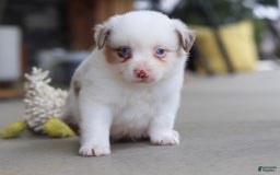 Australian Shepherd dogs for sale: Zachary - Image 5