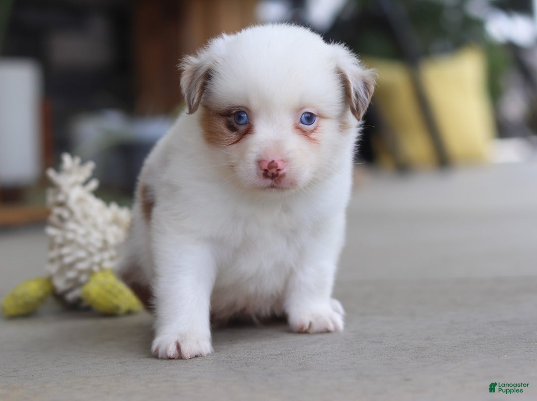 Australian Shepherd dogs for sale: Zachary - Image 5