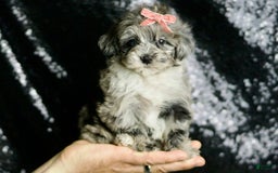 Maltipoo dogs for sale: Precious - Image 3