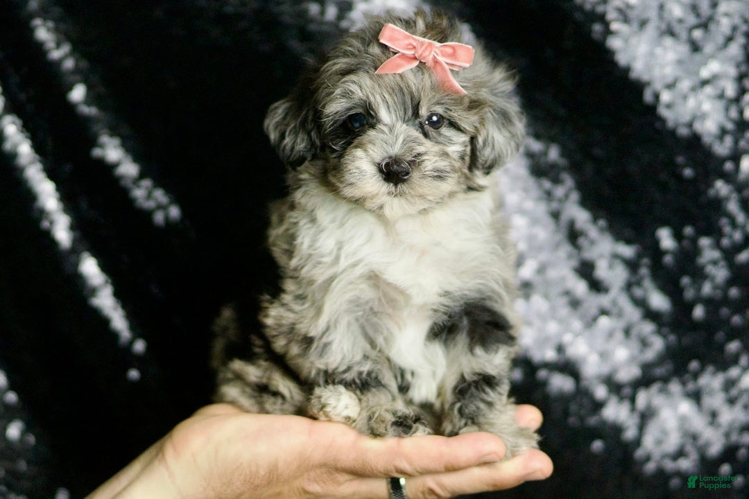Maltipoo dogs for sale: Precious - Image 3