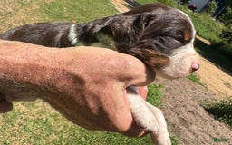English Springer Spaniel dogs for sale: Female 1 - Image 4