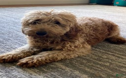 Mini Goldendoodle dogs for sale: Patterson - Image 5