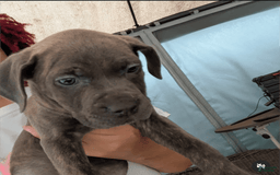 Cane Corso dogs for sale: Ashes - Image 2