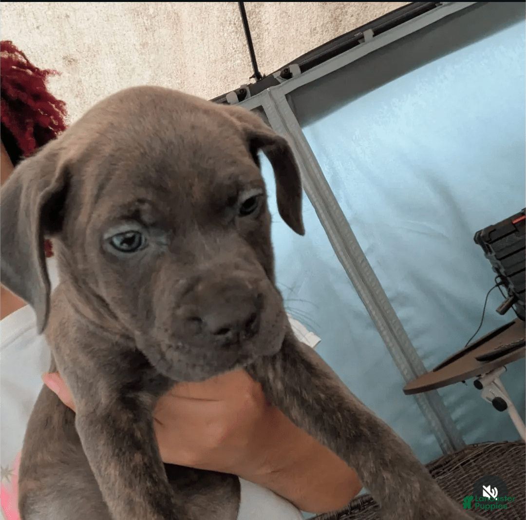 Cane Corso dogs for sale: Ashes - Image 2