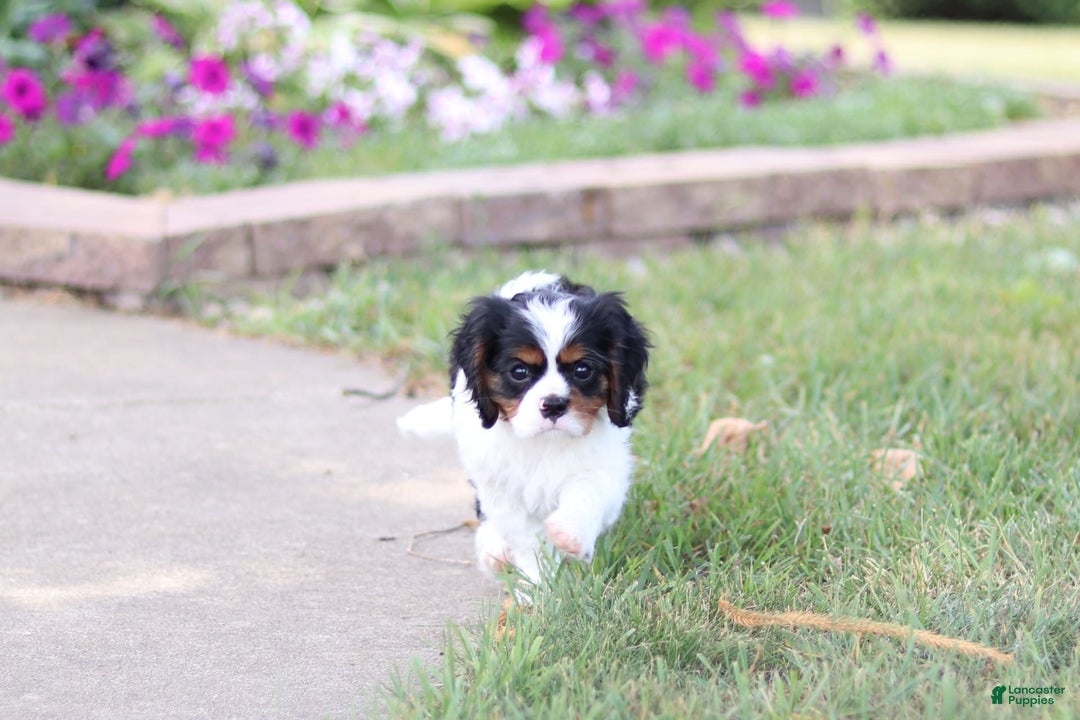 Cavalier King Charles Spaniel dogs for sale: Rex - Image 4