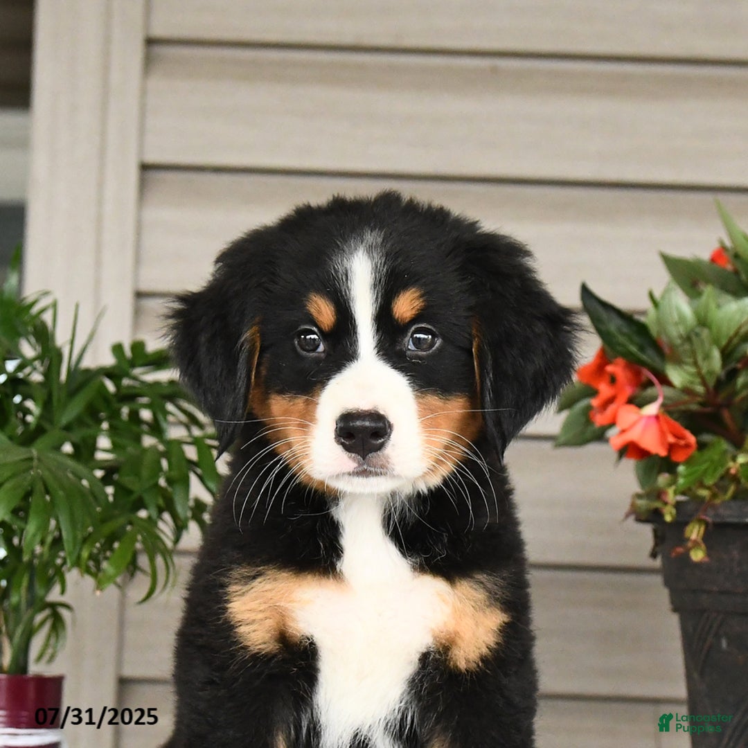 Bernese Mountain Dog dogs for sale: Blossom - Image 1