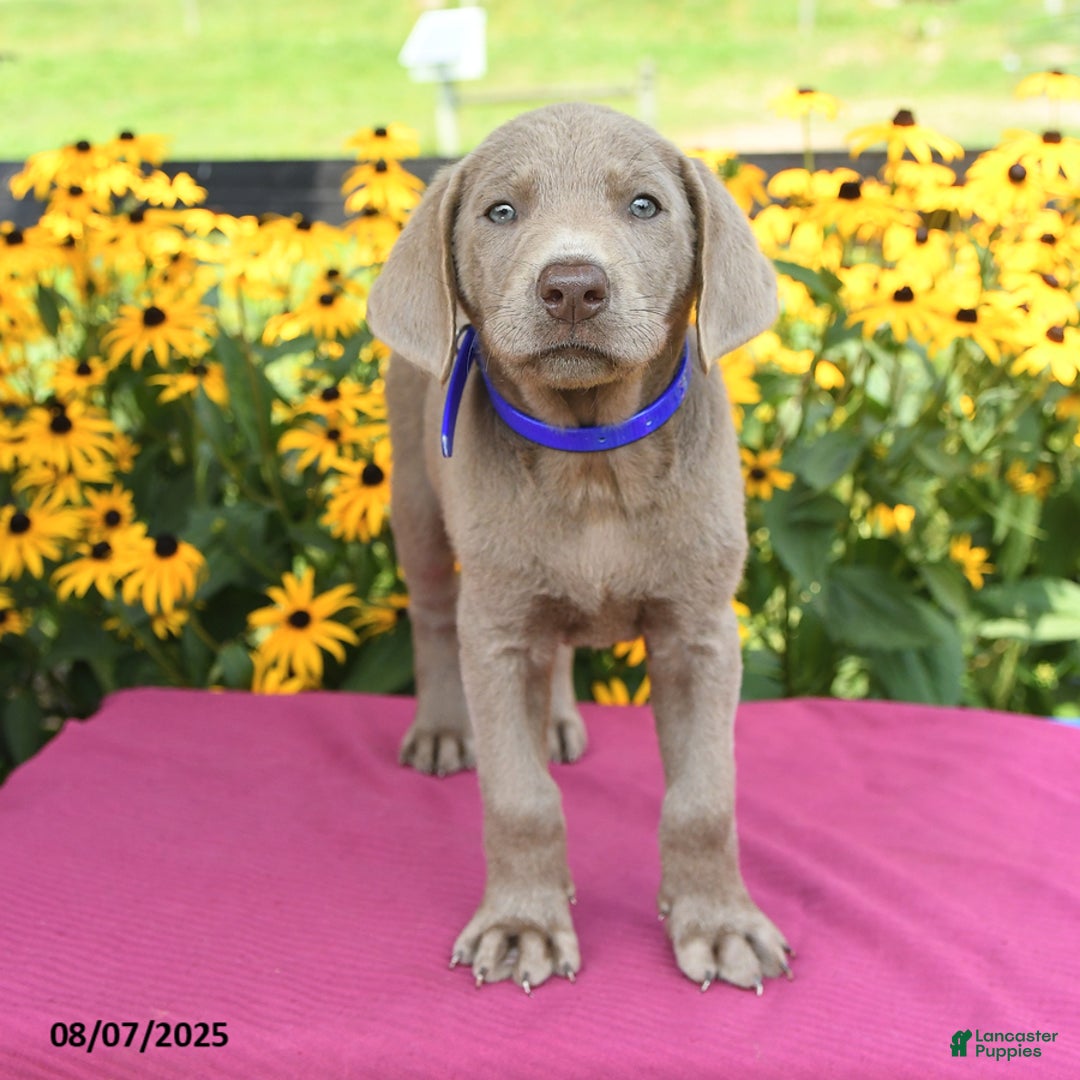 Labrador Retriever dogs for sale: Coca Cola - Image 4