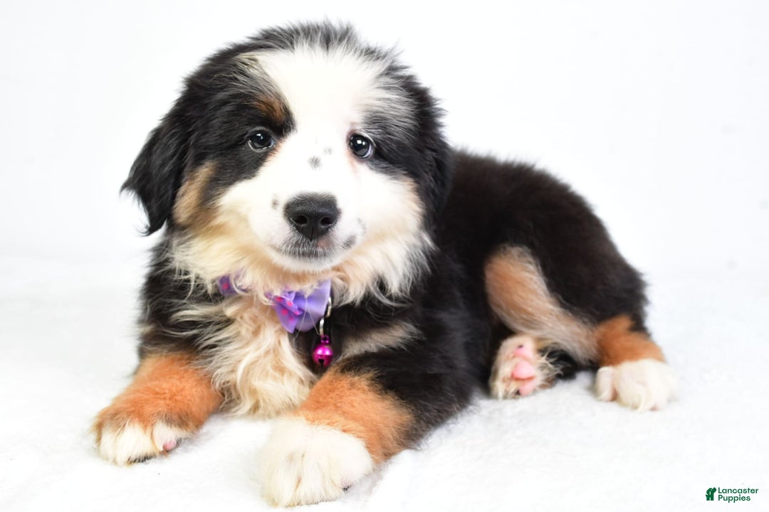 Miniature Australian Shepherd dogs for sale: Jenna - Image 5