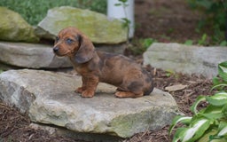 Dachshund dogs for sale: Bella - Image 8