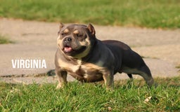 American Bully dogs for sale: Exotic Bully - Image 8