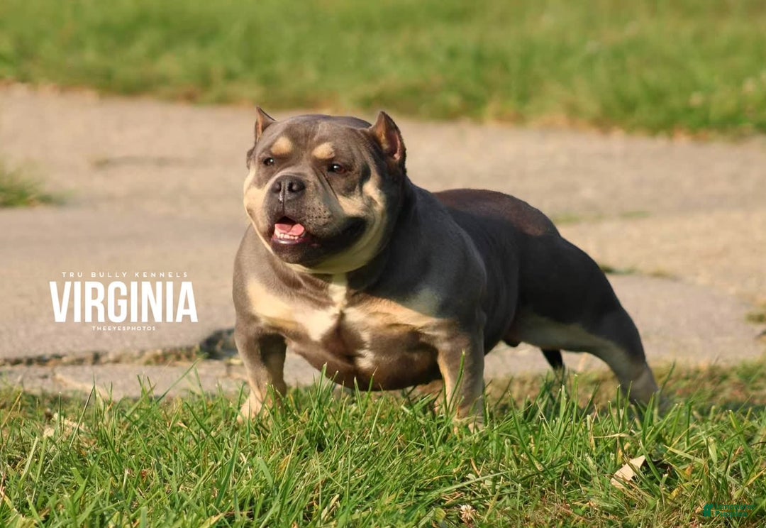 American Bully dogs for sale: Exotic Bully - Image 8