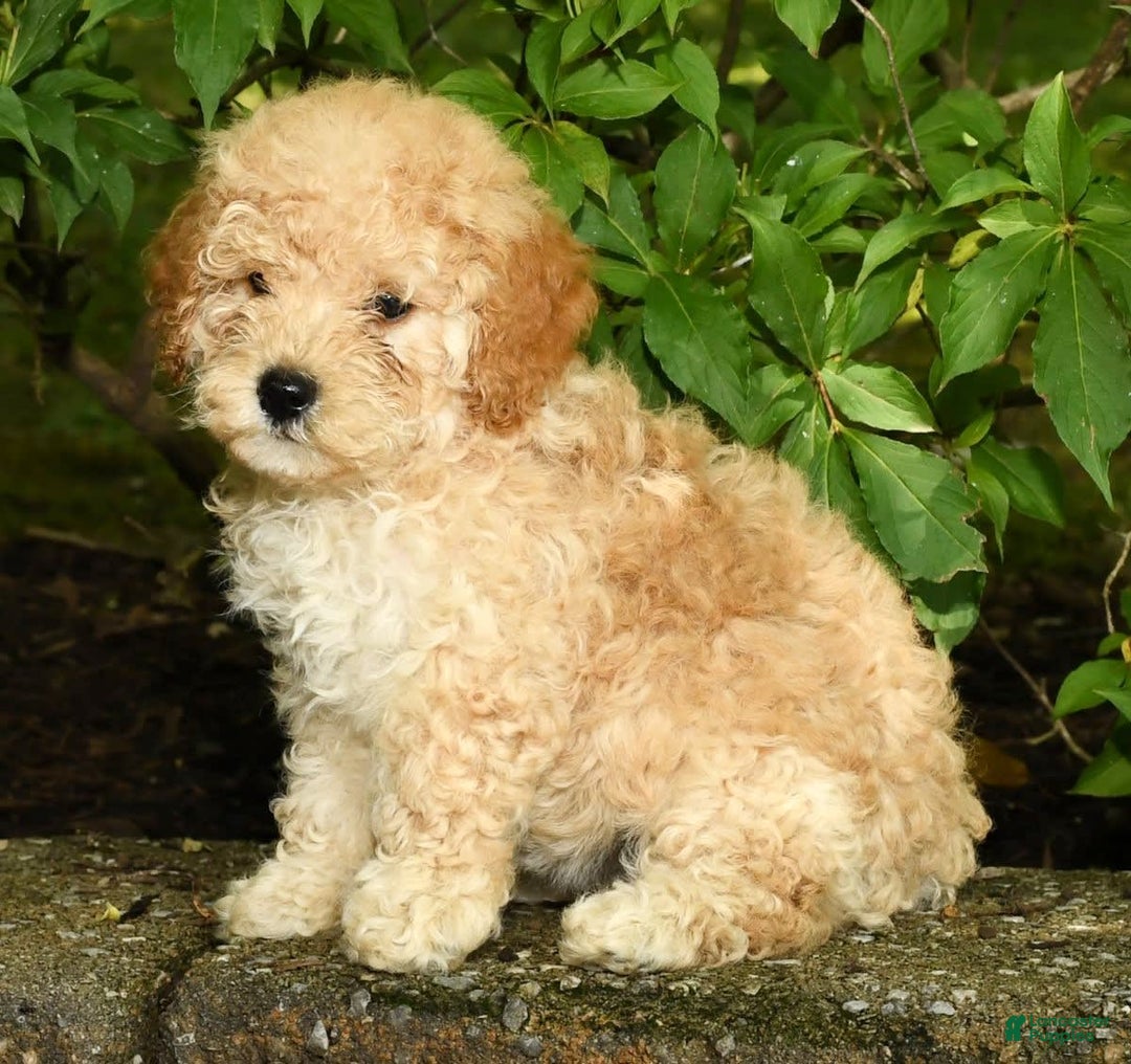 Mini Goldendoodle dogs for sale: Lacey - Image 4