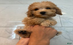 Toy Poodle dogs for sale: Litter available - Image 1