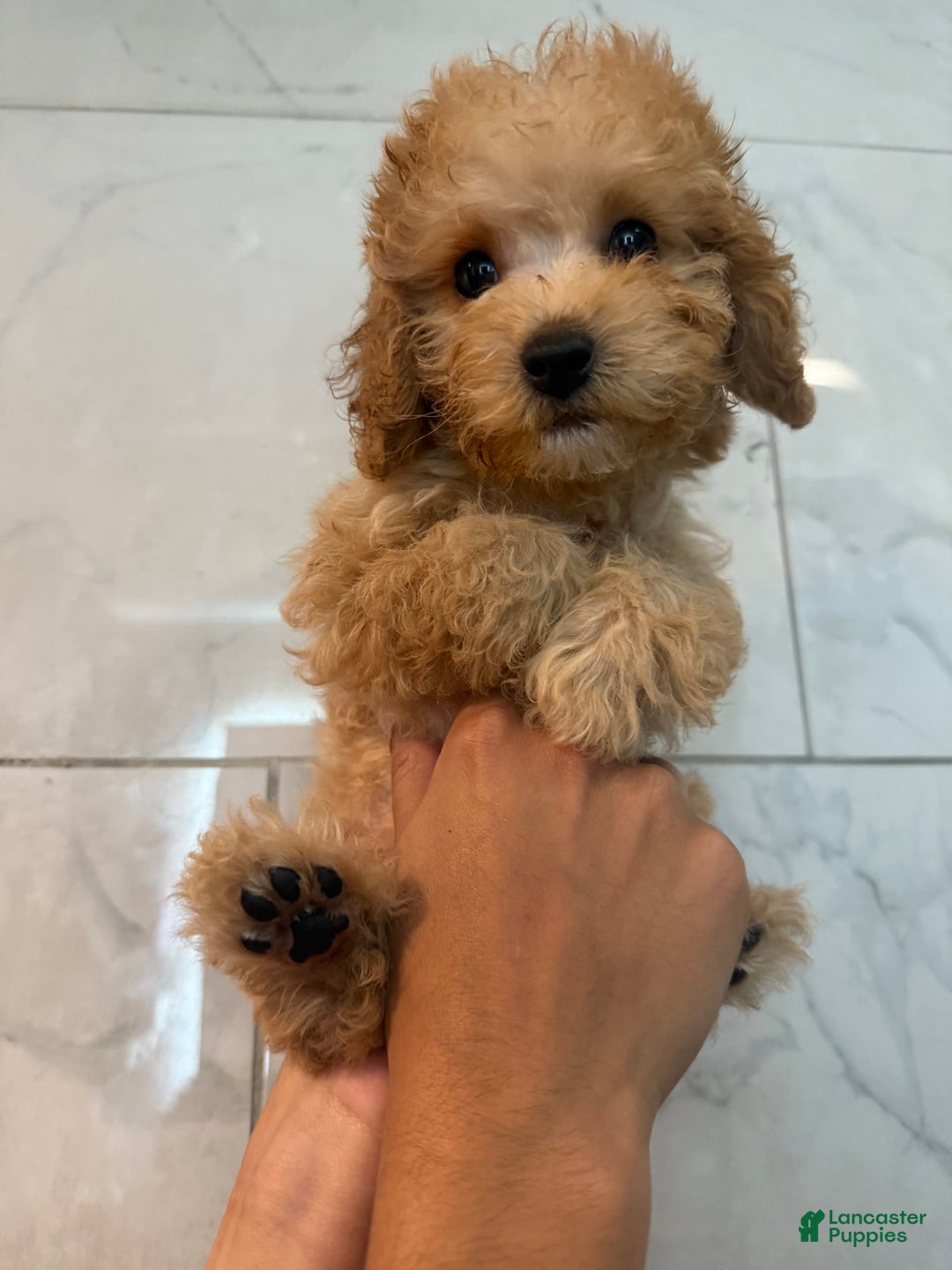 Toy Poodle dogs for sale: Litter available - Image 1