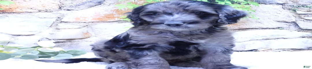 Blue F1b