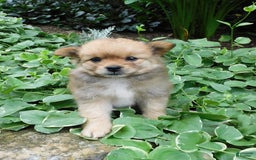 Pomeranian dogs for sale: Alex - Image 6