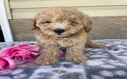 Eskipoo dogs for sale: Baxter - Image 4