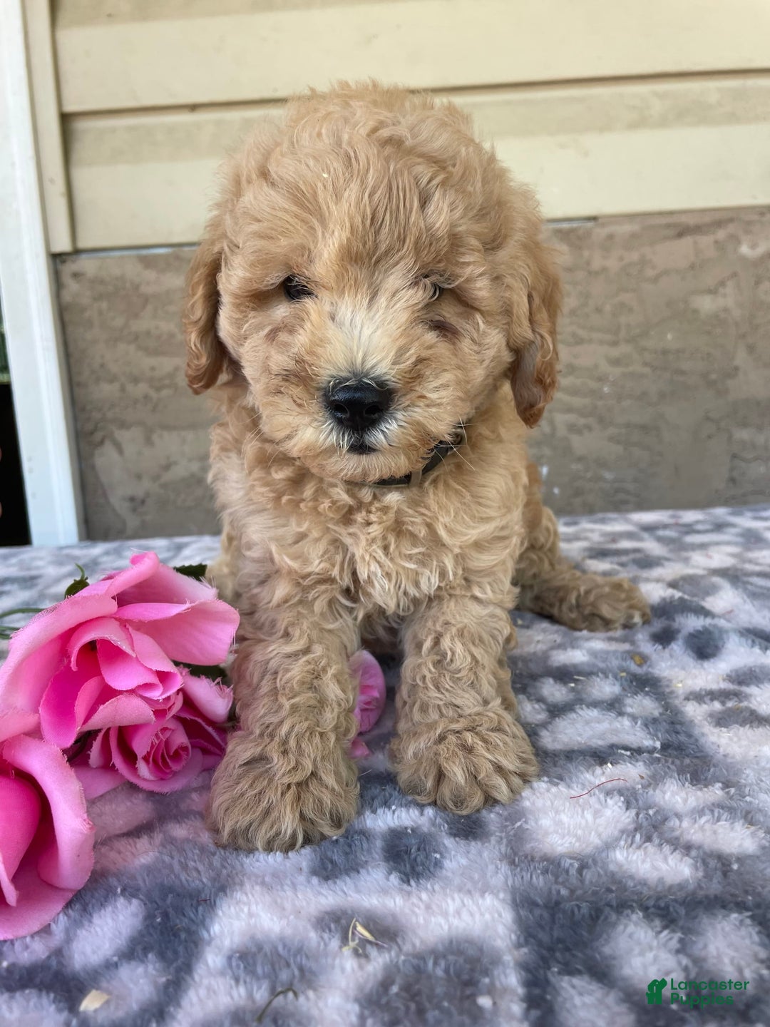 Eskipoo dogs for sale: Baxter - Image 4