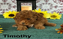 Toy Poodle dogs for sale: Timothy - Image 2