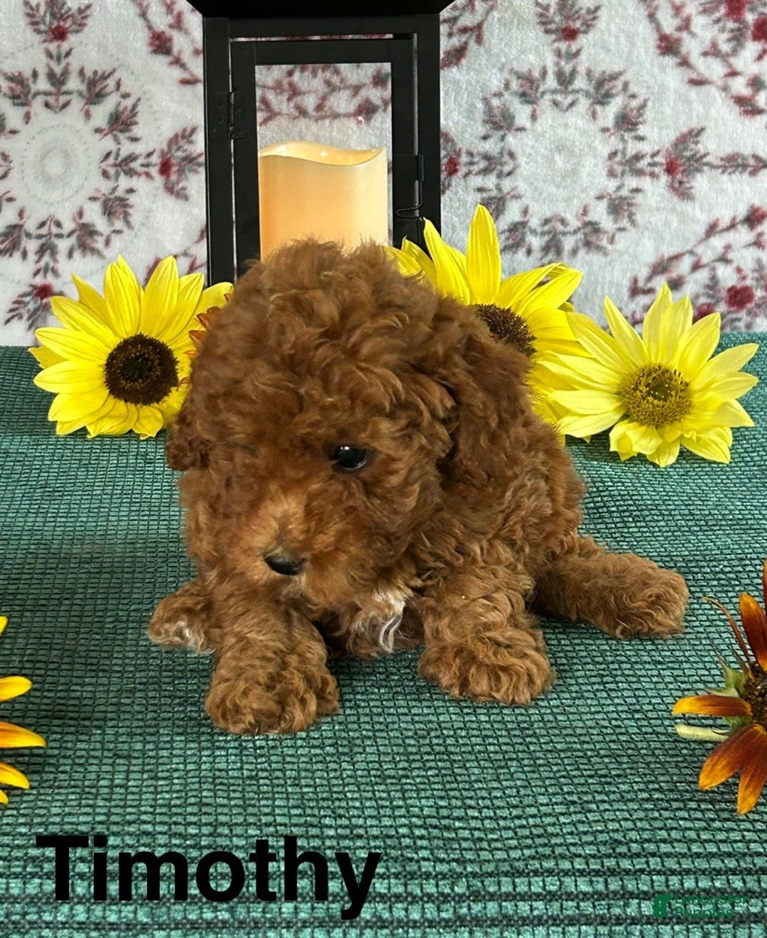 Toy Poodle dogs for sale: Timothy - Image 2