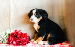 Bernese Mountain Dog dogs for sale: Lily - Image 5