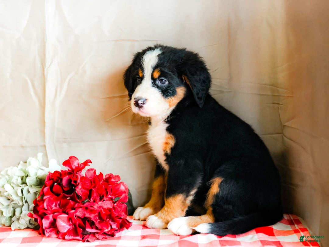 Bernese Mountain Dog dogs for sale: Lily - Image 5