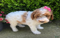 Mini Goldendoodle dogs for sale: Mabel - Image 1