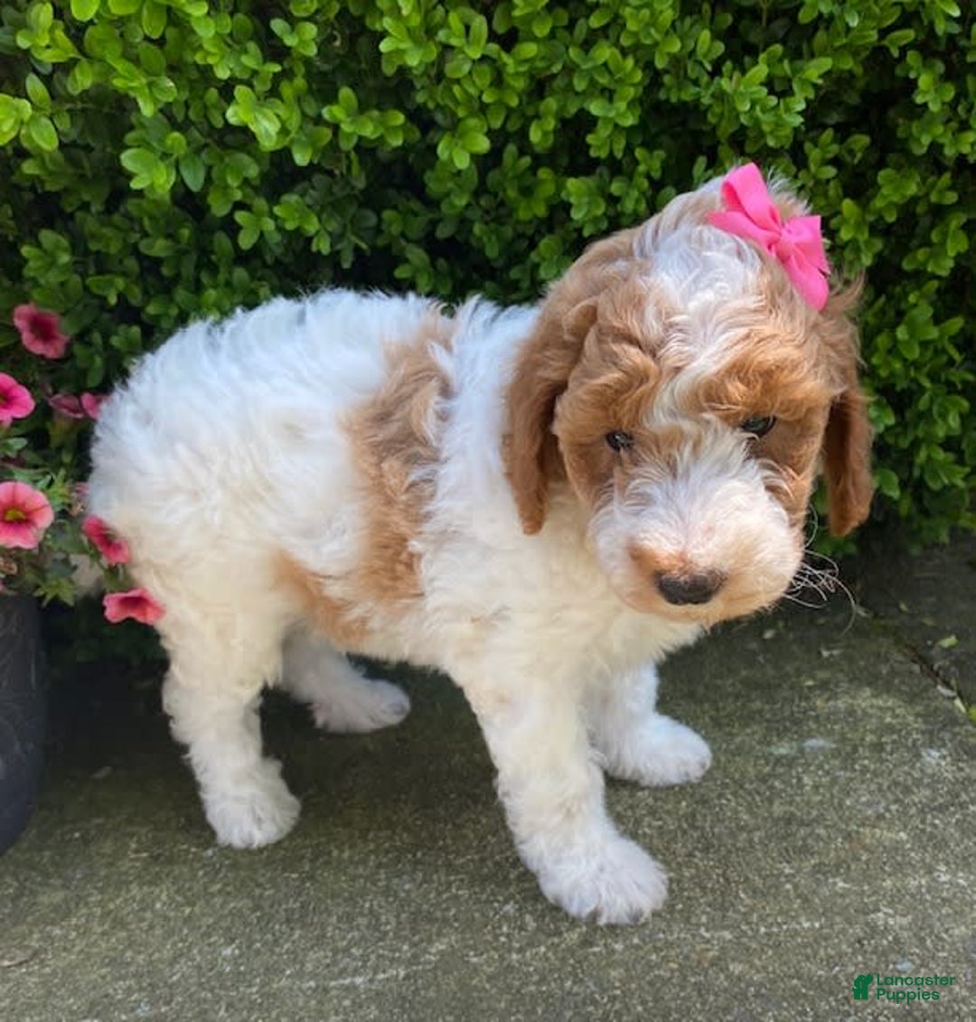 Mini Goldendoodle dogs for sale: Mabel - Image 1