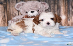 Cavalier King Charles Spaniel dogs for sale: Felix - Image 2