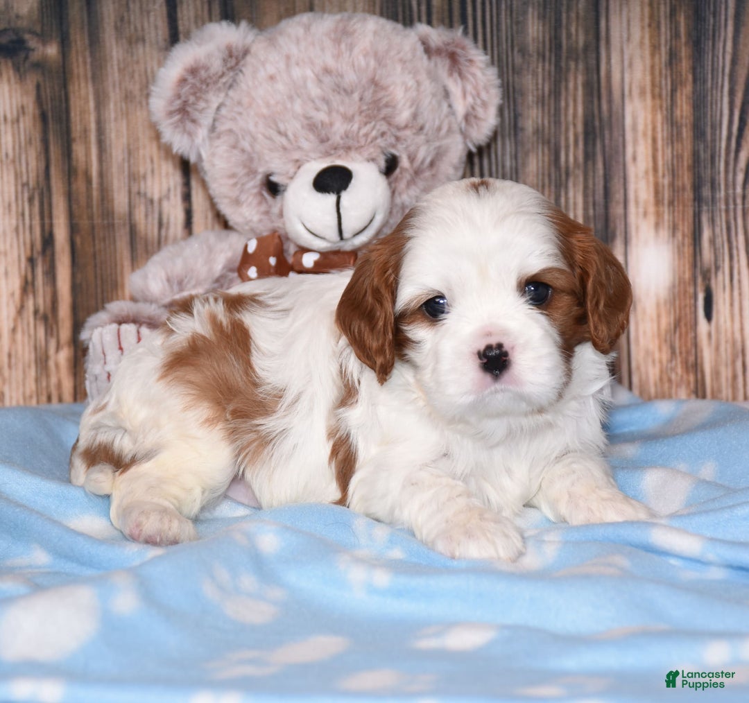 Cavalier King Charles Spaniel dogs for sale: Felix - Image 2
