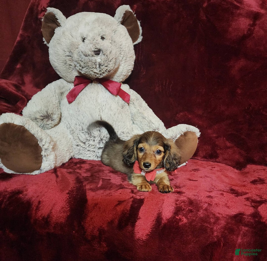 Miniature Dachshund dogs for sale: Josie - Image 1
