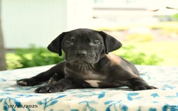 Cane Corso dogs for sale: Hanna - Image 3
