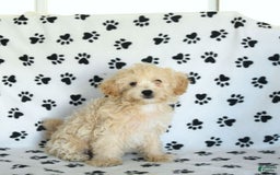 Cavapoo dogs for sale: Ace - Image 2