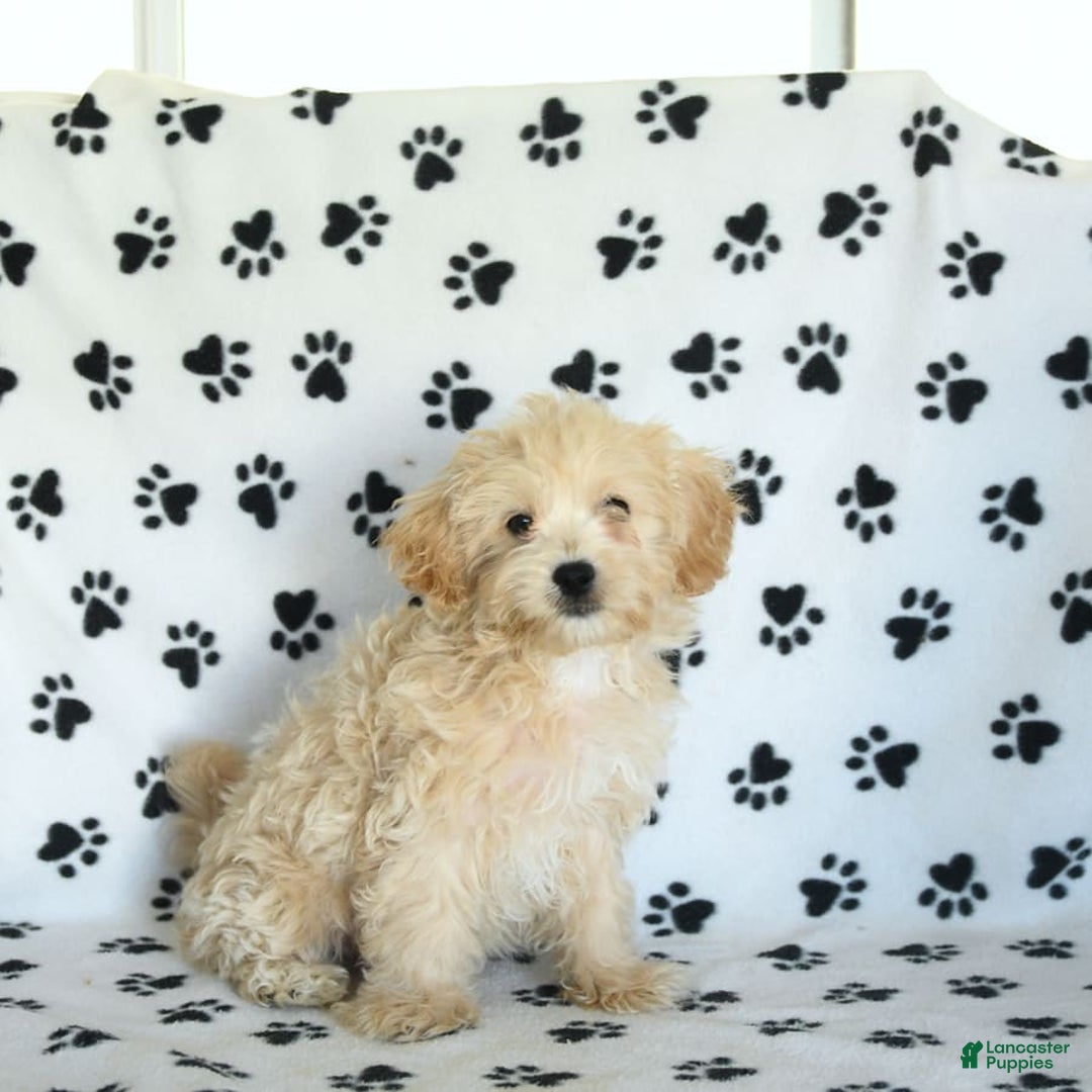 Cavapoo dogs for sale: Ace - Image 2