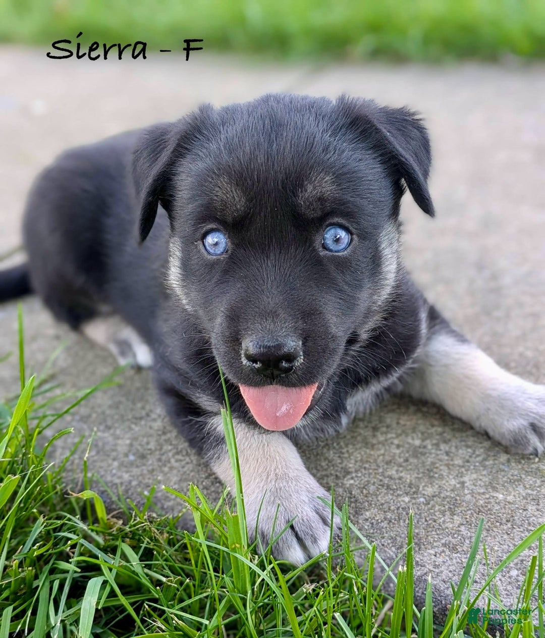 Goberian dogs for sale: Sierra - Image 2