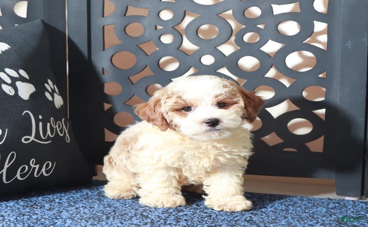 Bichpoo dogs for sale - Ad 5