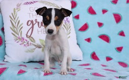 Toy Fox Terrier dogs for sale: Ziggy - Image 5