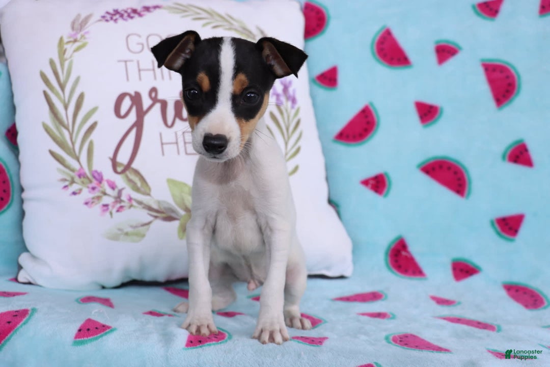 Toy Fox Terrier dogs for sale: Ziggy - Image 5
